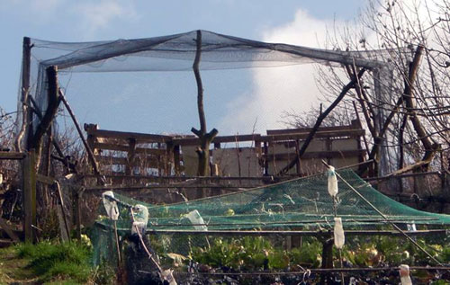 Fished fruitcage at allotment in brighton