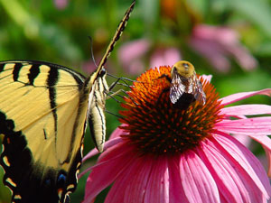 Butterfly Garden