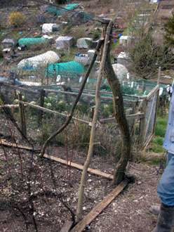 DIY fruitcage at brighton allotment