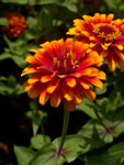 Orange Garden Flower